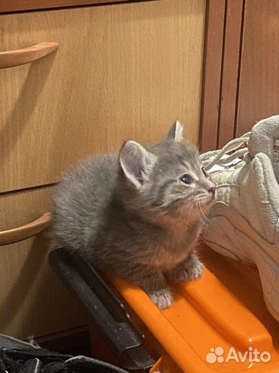 3 котенка в добрые руки
