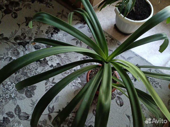 Цветы драцена, гиппеаструм, золотой ус