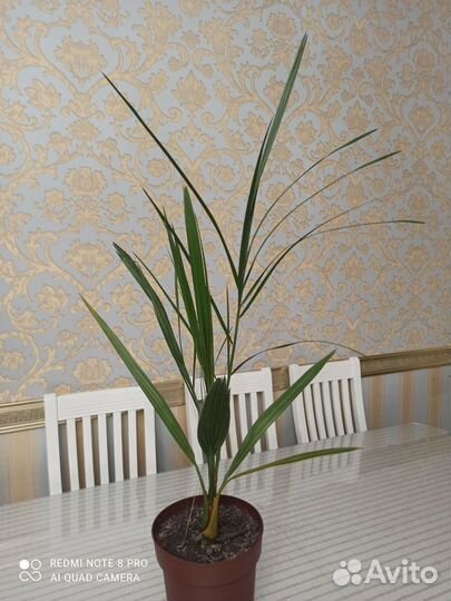 Королевский финик