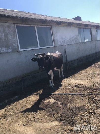 Корова стельная дойная, телят(бички)