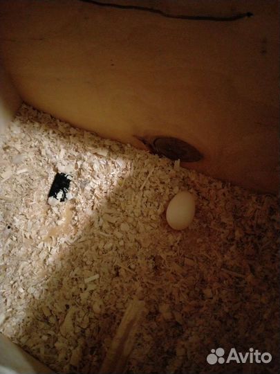 Попугай корелла ручной