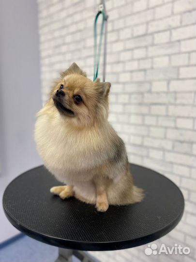 Услуга грумера