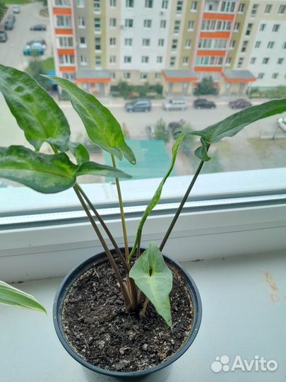 Комнатные цветы