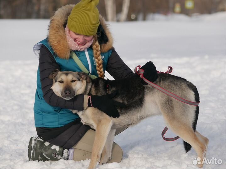 Собака в добрые руки