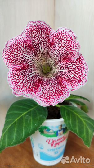 Глоксинии немахровые