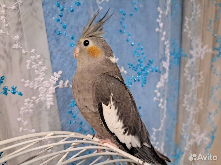 Птенец Кореллы