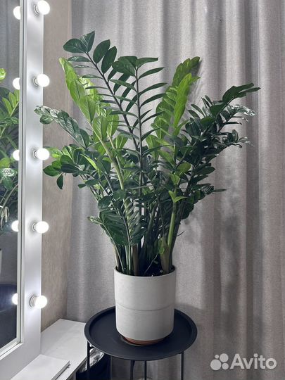 Замиокулькас