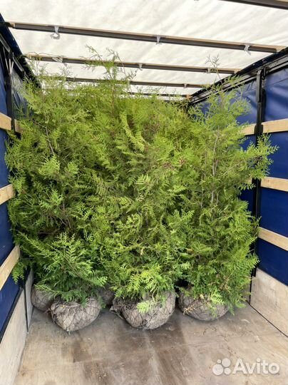 Туя брабант 200 см