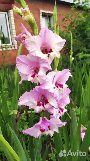 Цветы на срезку