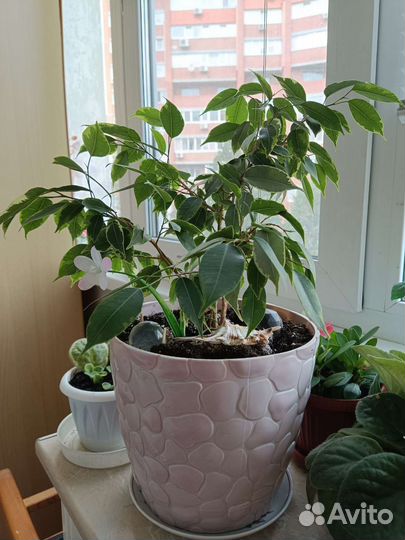 Продам цветы комнатные