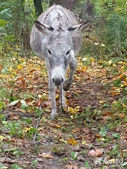 Ослик -ишак