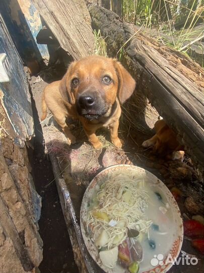 Щенки 2 месяца