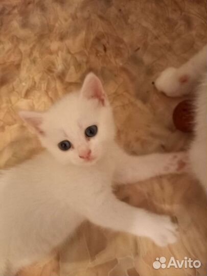 Британские котята