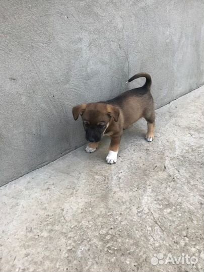 Щеночки в добрые руки. Вам понравится