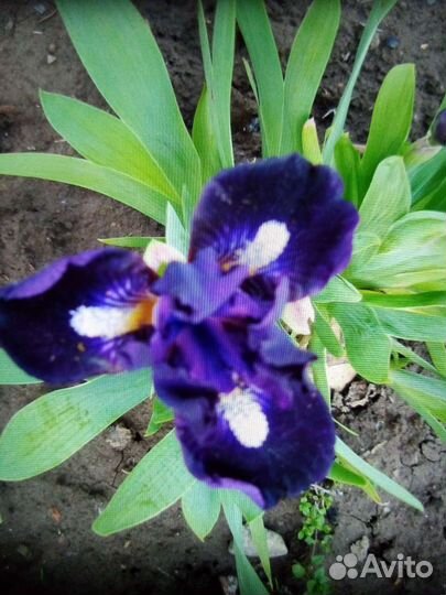 Ирисы карликовые