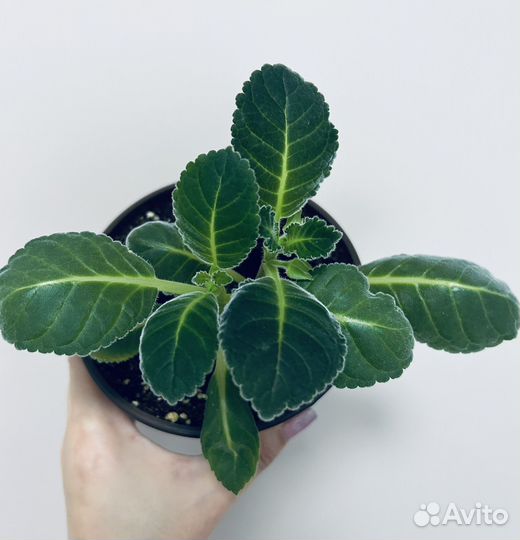 Глоксиния 3 сота