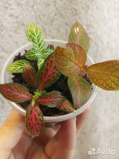 Цветы комнатные