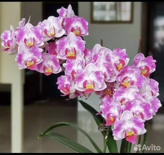 Орхидея бабочка Pink sunset girl