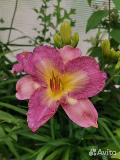 Лилейники сортовые кусты