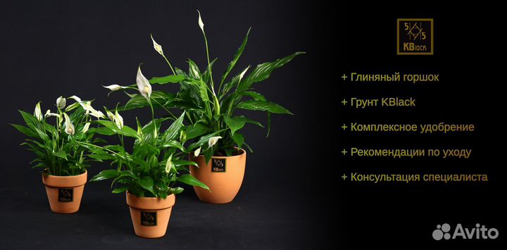 Комнатные растения с доставкой