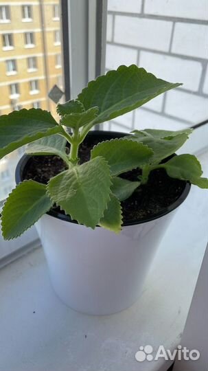 Мята комнатная Плектарантус