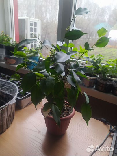 Фикус бенджамина