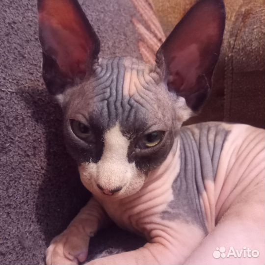 Канадский сфинкс котенок девочка