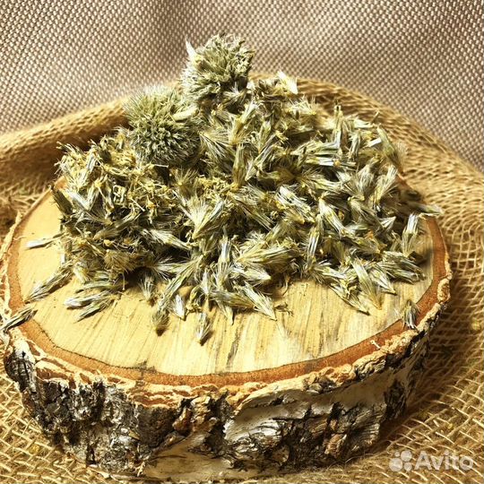 Мордовник Травы Алтая