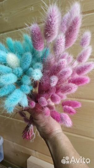 Сухоцветы и семена сухоцветов