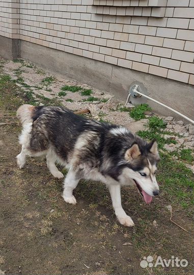 Сибирский хаски