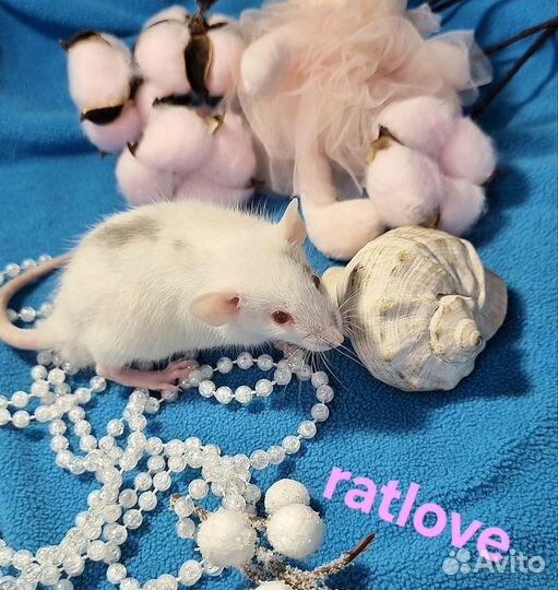 Крысята дамбо ласковые и ручные малыши