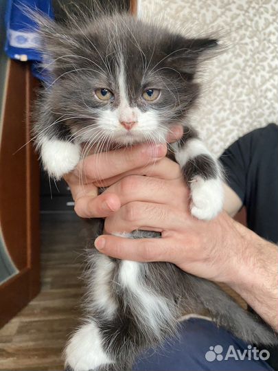Кошка в дар бесплатно