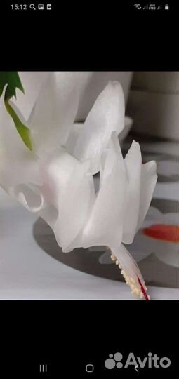 Декабрист, питахайя, алоэ