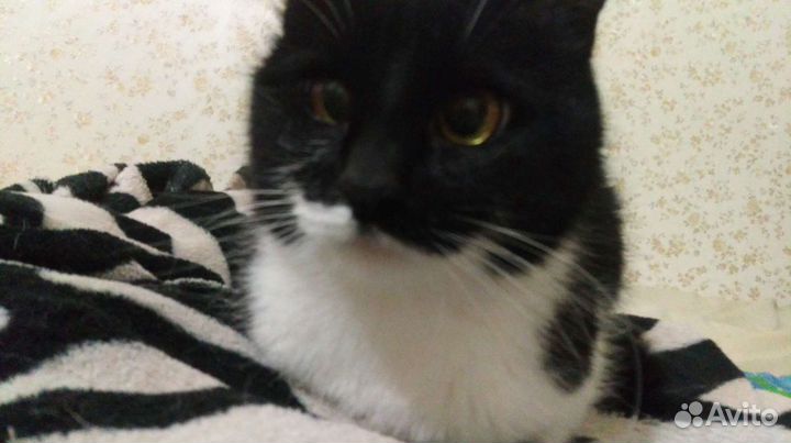 Подработка, Няня, Помощница