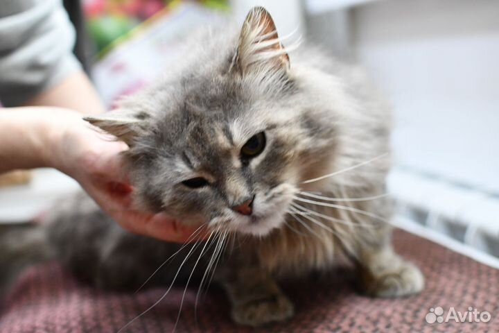 Котик в добрые руки