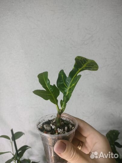 Аглаонема, кротон