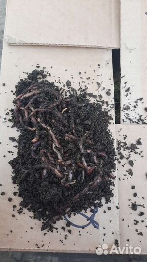 Черви оптом