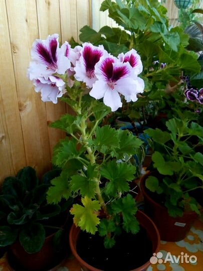 Королевская герань