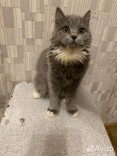 Британский кот