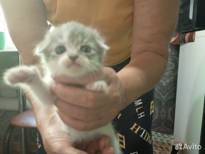 Кошка в дар бесплатно
