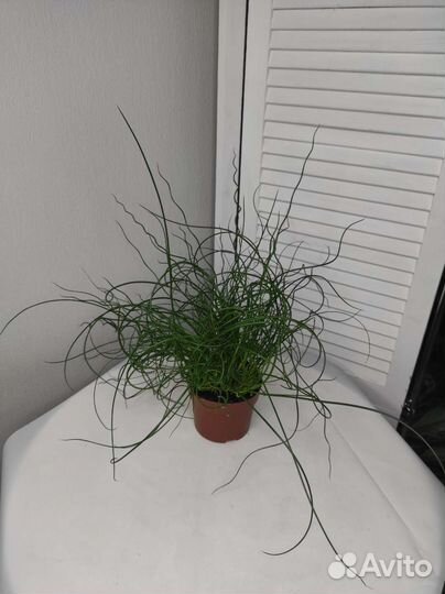 Юнкус или Ситник