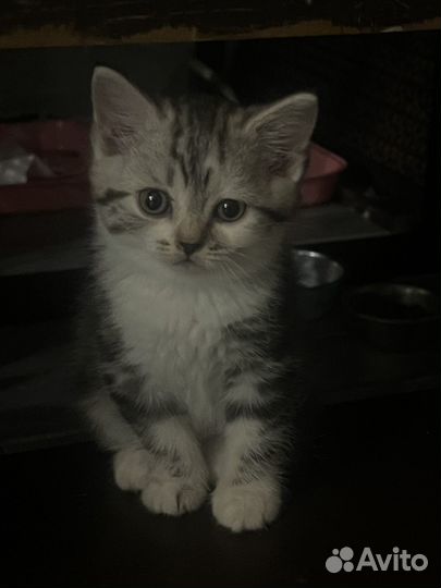 Шотландская вислоухая кошка бесплатно