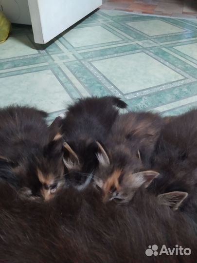 Кошка в дар бесплатно