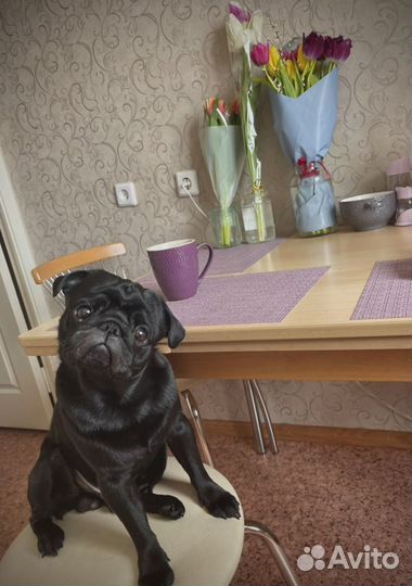 Мопс для вязки