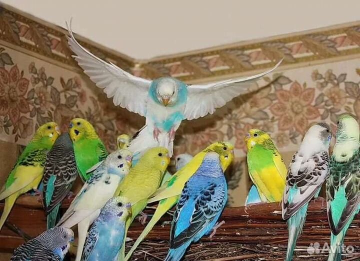 Волнистые красавцы птенцы