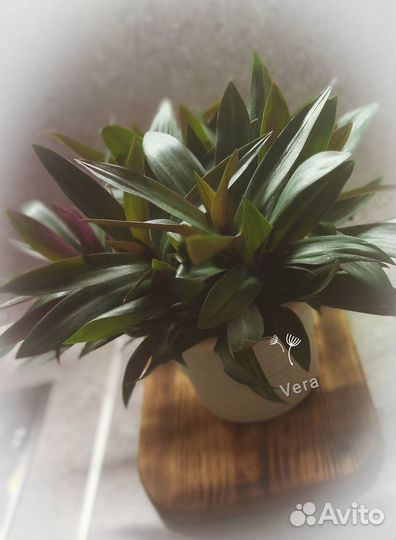 Традесканция