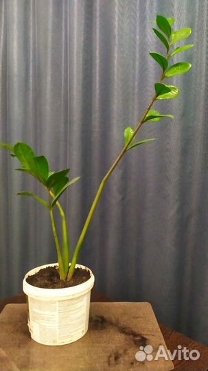 Замиокулькас