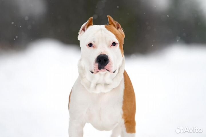 Амстафф ищет дом