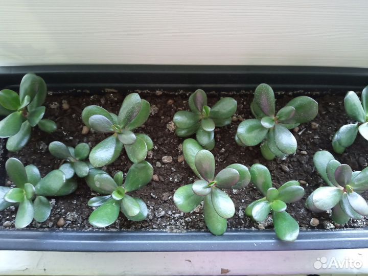 Денежное дерево (Толстянка),отростки уже с корнями