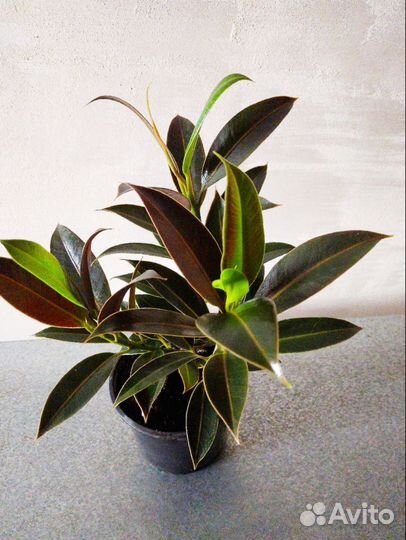 Сортовые фикусы